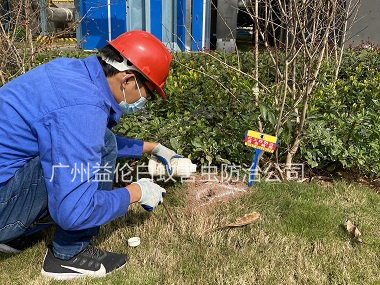 梯面雅园大厦红火蚁防治