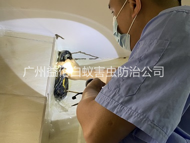 石井房屋灭白蚁工程