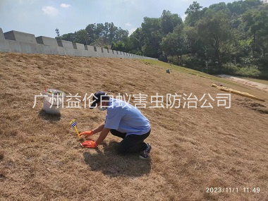 炭步堤坝白蚁灭治工程