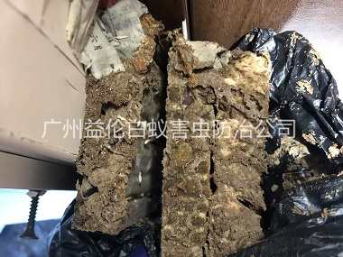 神山白蚁巢防治工程