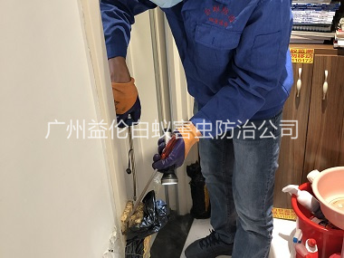 龙归上门防治白蚁工程